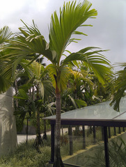 Verschaffeltia splendida