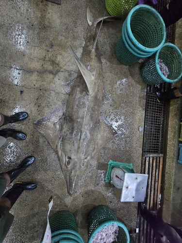 Whitespotted Guitarfish
