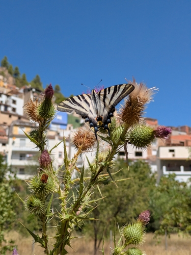 Iberian Scarce Swallowtail