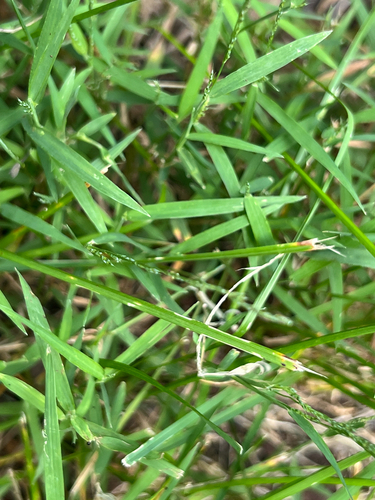 Muhlenbergia schreberi, photograph 5