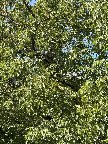 Persian walnut