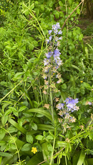 Angiospermae