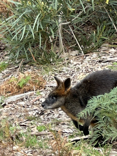 Swamp Wallaby