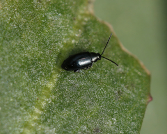 Phyllotreta nigripes