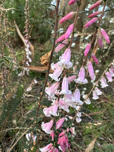 Common Heath