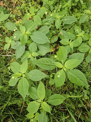small balsam