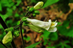 Penstemon tenuiflorus