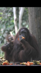 Pongo pygmaeus morio