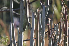 Euphorbia lomelii