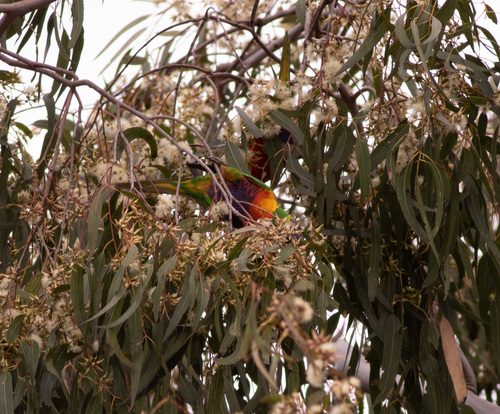 Rainbow Lorikeet