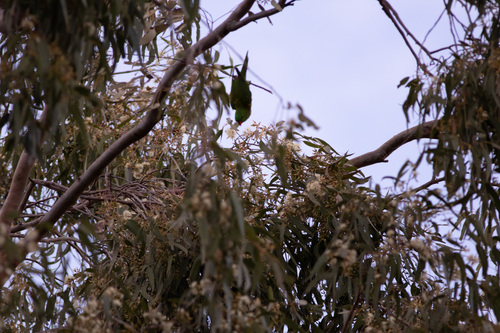 Scaly-breasted Lorikeet