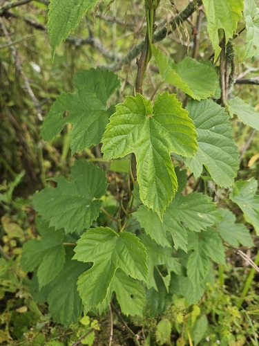 common hops