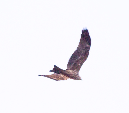 Black Kite