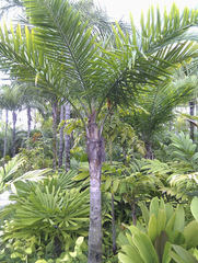 Syagrus amara