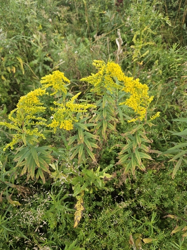 Canada goldenrod