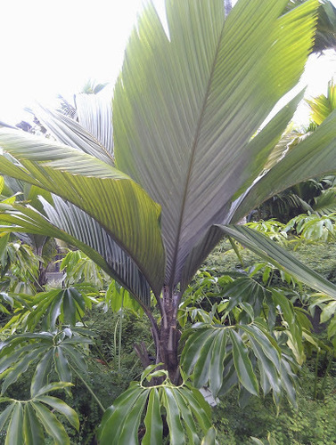 Pelagodoxa henryana