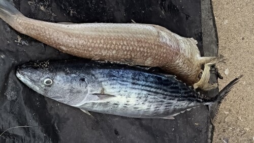 Sarda orientalis observed 2026-08-22