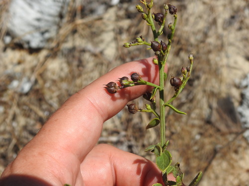 Scrophularia frutescens, photograph 3