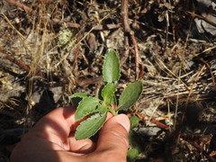 Scrophularia frutescens, photograph (c) Duarte Frade, some rights reserved (CC BY)