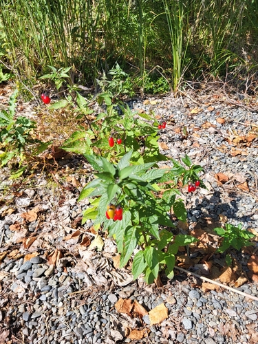 bittersweet nightshade