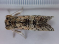 Tethea ocularis
