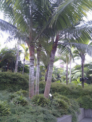 Dypsis leptocheilos