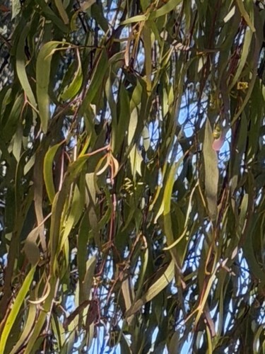 Amyema miquelii, photograph 6