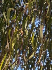 Amyema miquelii, photograph (c) Toby Jin, some rights reserved (CC BY)