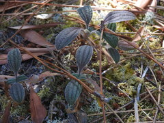 Tuberaria lignosa, photograph (c) Duarte Frade, some rights reserved (CC BY)