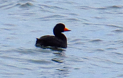 Melanitta americana image