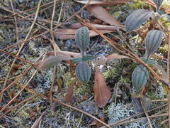 Tuberaria lignosa, photograph (c) Duarte Frade, some rights reserved (CC BY)