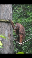 Pongo pygmaeus morio