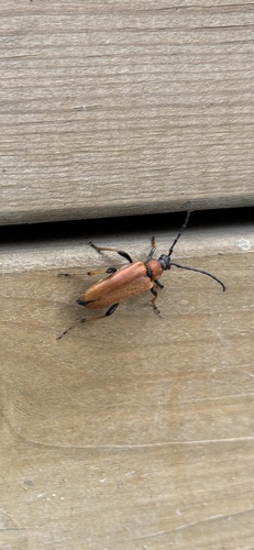 Red Pine Longhorn Beetle