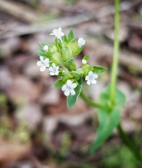Valerianella chenopodifolia