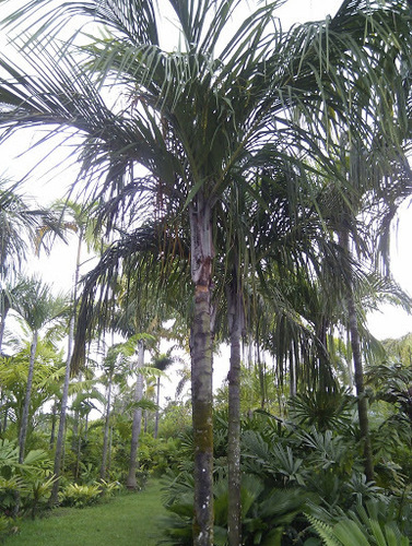 Seychelles palm (Nephrosperma vanhoutteanum)