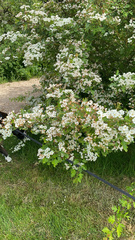 Crataegus monogyna