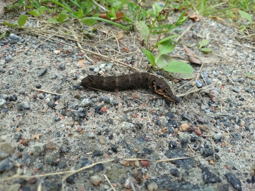 Elephant Hawkmoth