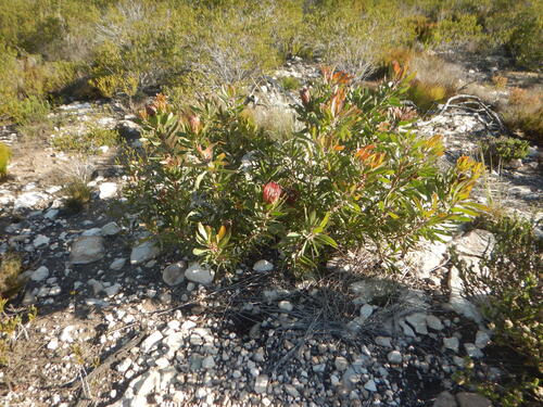 Protea obtusifolia, photograph 2