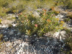 Protea obtusifolia, photograph (c) James Deacon, some rights reserved (CC BY-SA)