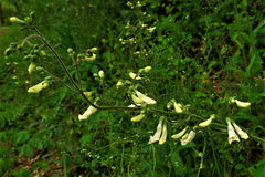 Penstemon tenuiflorus