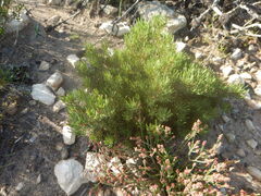 Leucadendron muirii