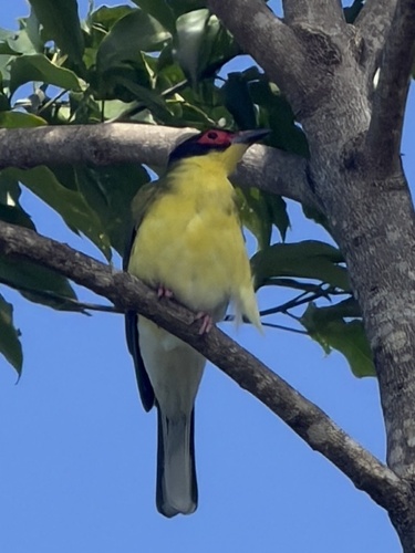 Australasian Figbird