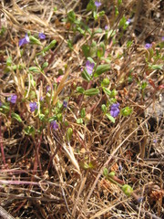 Collinsia parryi