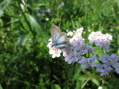 Aricia nicias