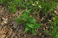 Penstemon tenuiflorus