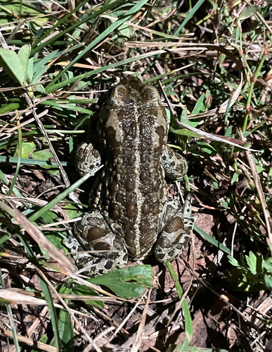 Mongolian Toad