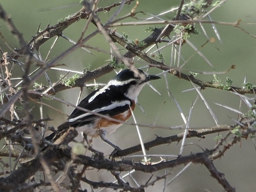 iNaturalist image