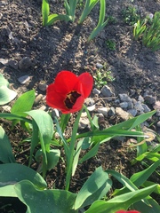 Tulipa