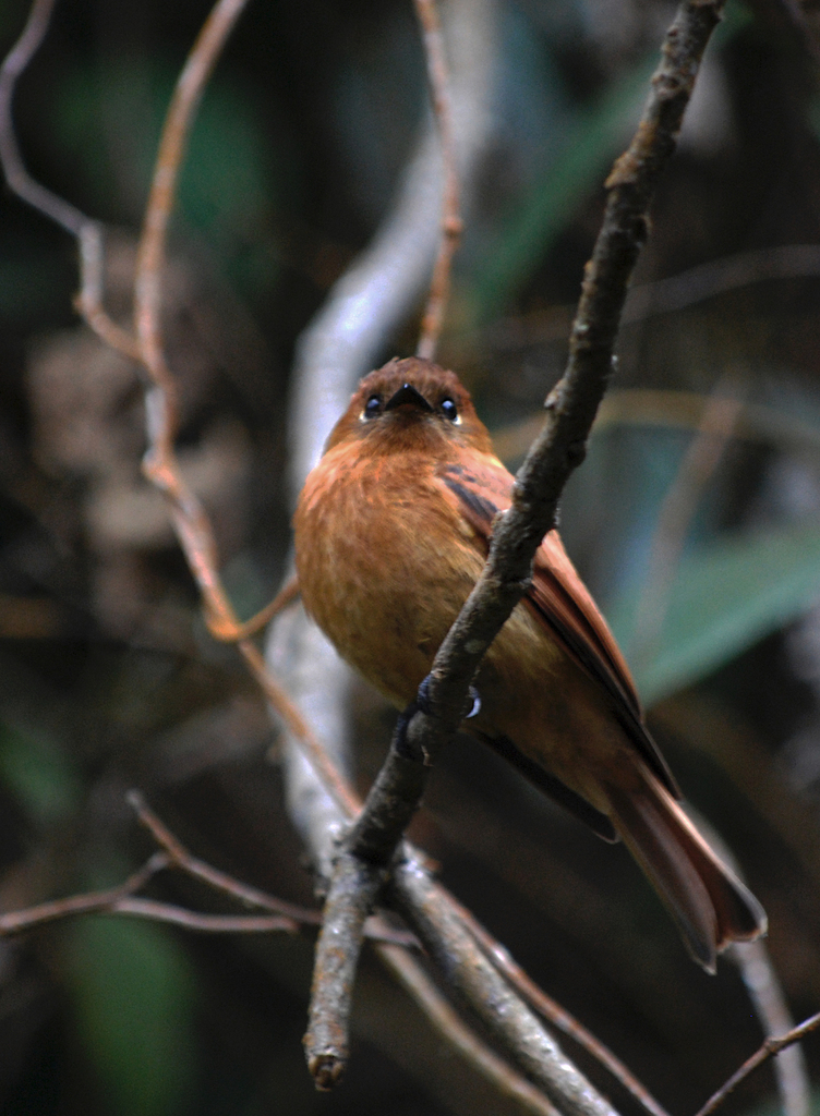 Cinnamon Flycatcher