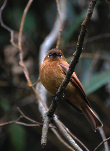 Cinnamon Flycatcher
